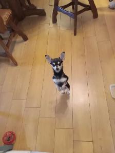 Chien Chihuahua - Photo 7