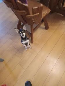 Chien Chihuahua - Photo 8