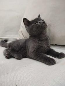 Chaton Blue Russe Hypoallergene - Photo 3