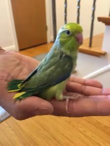 Handfed Baby Parrotlets For Sale.