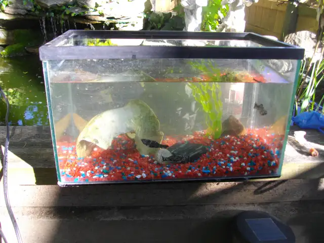 SMALL AQUARIUM WITH DECOR GRAVEL AND BREADING DALMATION PLATIES