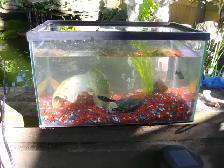 SMALL AQUARIUM WITH DECOR GRAVEL AND BREADING DALMATION PLATIES
