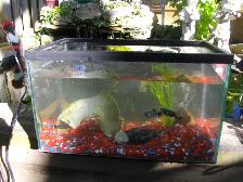 SMALL AQUARIUM WITH DECOR GRAVEL AND BREADING DALMATION PLATIES - Photo 2