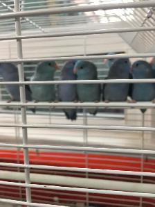 Handfed baby parrotlets for sale - Photo 2