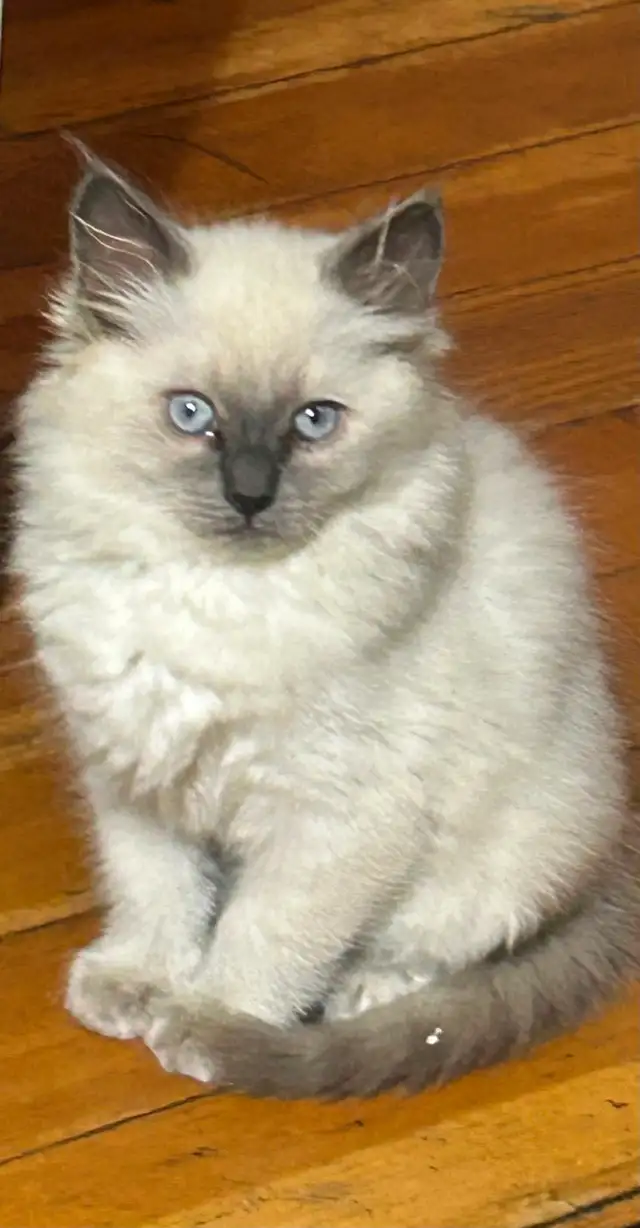 Siamese/Ragdoll Kittens