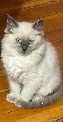 Siamese/Ragdoll Kittens