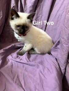 Siamese/Ragdoll Kittens - Photo 2