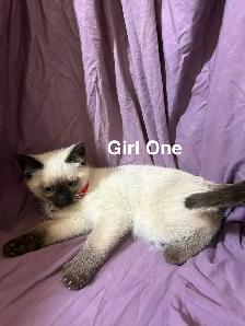 Siamese/Ragdoll Kittens - Photo 3