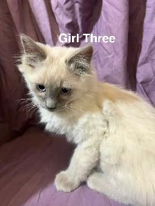 Siamese/Ragdoll Kittens - Photo 4