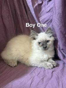 Siamese/Ragdoll Kittens - Photo 5