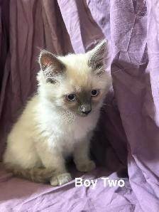 Siamese/Ragdoll Kittens - Photo 6