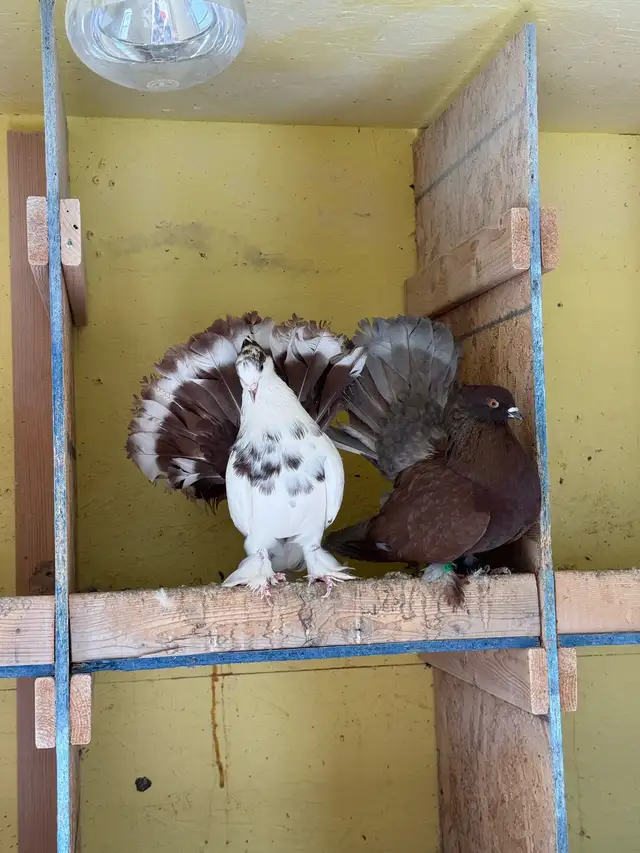 Indian Fantail Pigeons ($45 each or $90 for the pair!)