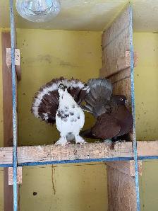 Indian Fantail Pigeons ($45 each or $90 for the pair!)