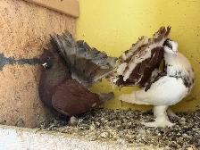 Indian Fantail Pigeons ($45 each or $90 for the pair!) - Photo 2
