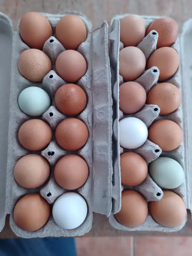 oeuf fermiers Laurentides$5 la douzaines poules en liberté