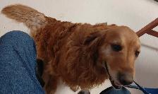 Golden Retriever - Photo 2