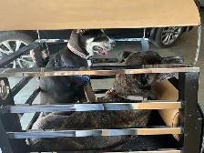 2007 750 Honda with custom belt dog carrier - Photo 4