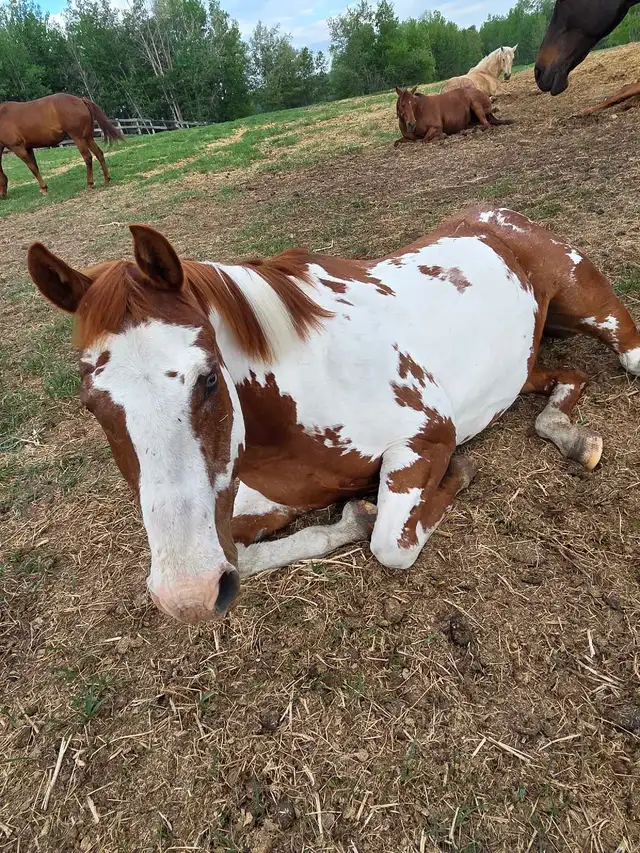 horse for ground lease near stony plain