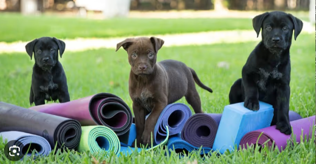 ISO dog breeder to collaborate with for Puppy Yoga at my studio