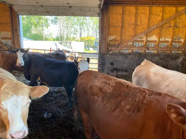 beef heifers