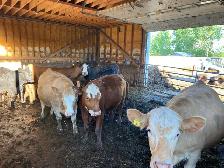 beef heifers - Photo 2