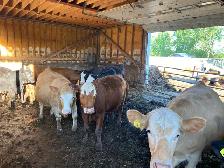 beef heifers - Photo 3