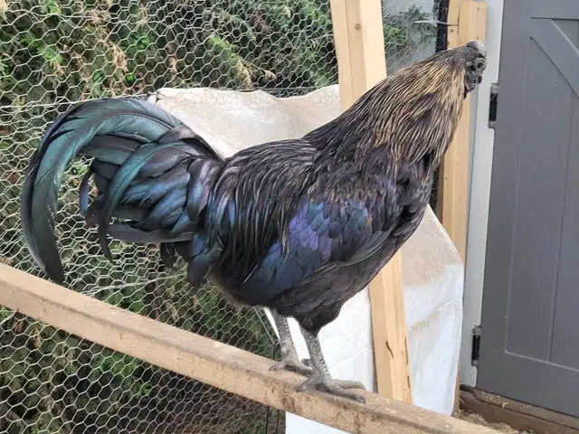 Ayam Cemani