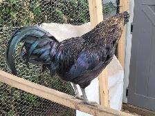 Ayam Cemani