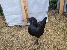 Ayam Cemani - Photo 2