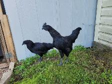 Ayam Cemani - Photo 3