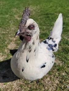 Ayam Cemani - Photo 4