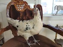 Ayam Cemani - Photo 5