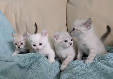 Highland Lynx/Ragdoll kittens