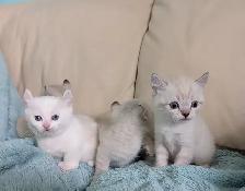 Highland Lynx/Ragdoll kittens - Photo 2