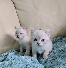 Highland Lynx/Ragdoll kittens - Photo 3