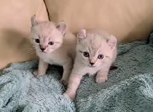 Highland Lynx/Ragdoll kittens - Photo 4