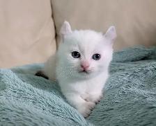 Highland Lynx/Ragdoll kittens - Photo 5