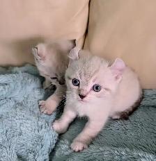 Highland Lynx/Ragdoll kittens - Photo 6