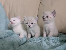 Highland Lynx/Ragdoll kittens - Photo 7