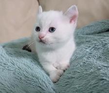 Highland Lynx/Ragdoll kittens - Photo 9