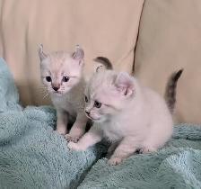 Highland Lynx/Ragdoll kittens - Photo 10