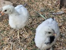Poussins  Zombies