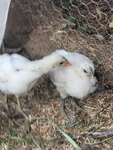 Poussins  Zombies - Photo 2