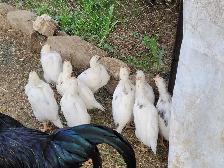 Poussins  Zombies - Photo 5