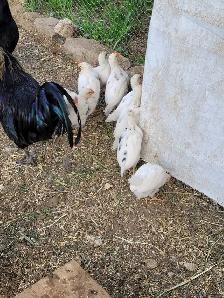 Poussins  Zombies - Photo 6