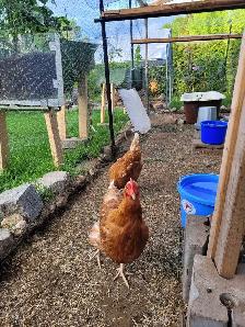 Poules pondeuses Bovan