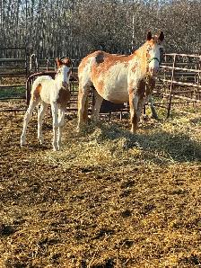 Mare and Foal