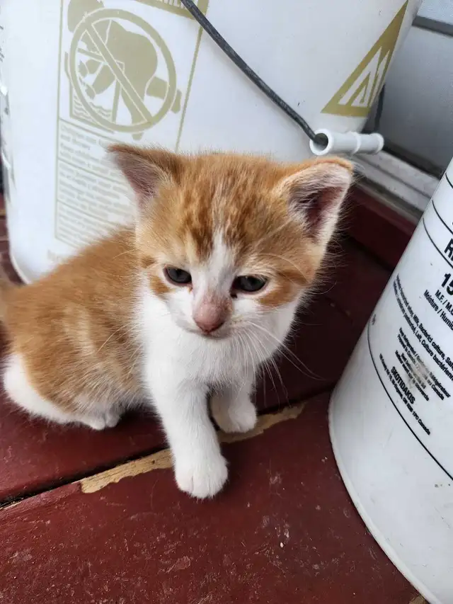 Kittens for sale!!