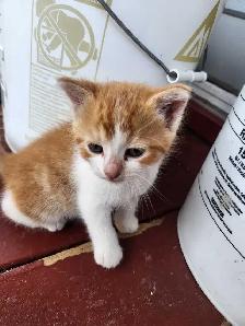 Kittens for sale!!