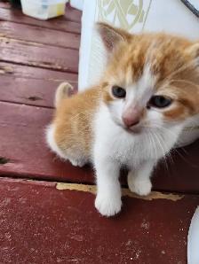 Kittens for sale!! - Photo 2